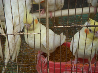 208 6kv. eclipse - Shanghai - Zhu Jia Jiao village - birds