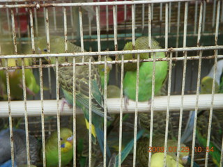 209 6kv. eclipse - Shanghai - Zhu Jia Jiao village - birds