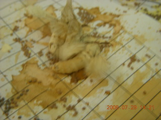 235 6kv. eclipse - Shanghai - silkworm moths