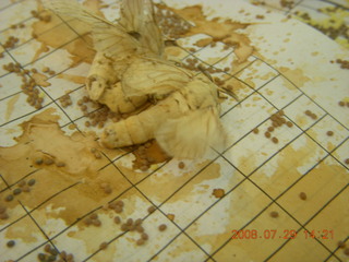 236 6kv. eclipse - Shanghai - silkworm moths