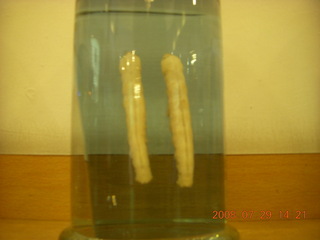 238 6kv. eclipse - Shanghai - silkworms