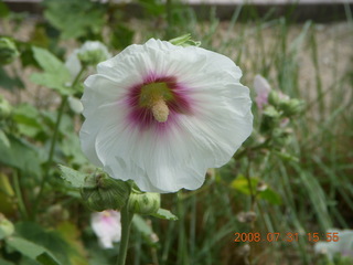 399 6kx. eclipse - Jiayuguan - Great Wall flower
