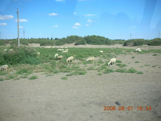 171 6l1. eclipse - Jiayuguan - Gobi Desert - sheep