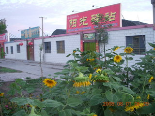 5 6l1. eclipse - Jiuquan morning run sunflowers