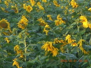 17 6l1. eclipse - Jiuquan morning run sunflowers
