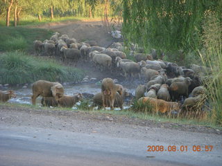 33 6l1. eclipse - Jiuquan morning run - sheep