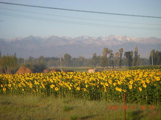 38 6l1. eclipse - Jiuquan morning run - sunflowers and mountain