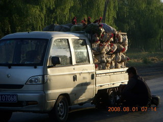 56 6l1. eclipse - Jiuquan morning run - chickens