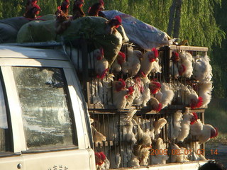 57 6l1. eclipse - Jiuquan morning run - chickens