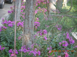 77 6l1. eclipse - Jiuquan morning run - flowers