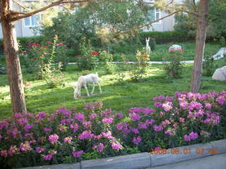 82 6l1. eclipse - Jiuquan - flowers