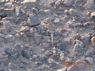 301 6l1. eclipse - Jiayuguan - Gobi Desert - afterward - lizard