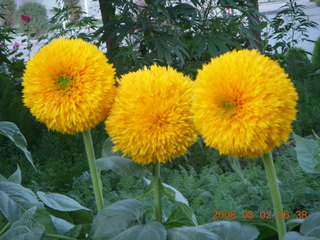 12 6l2. eclipse - Jiuquan - morning run - flowers