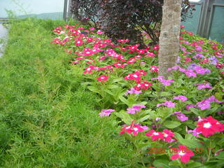 67 6l5. eclipse - Hong Kong - Victoria Peak flowers