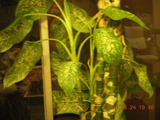 test picture - my plant