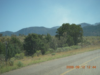 Merrell's guinea pig