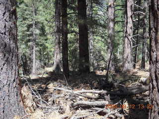 Dustin hiking at Pine Valley, Utah