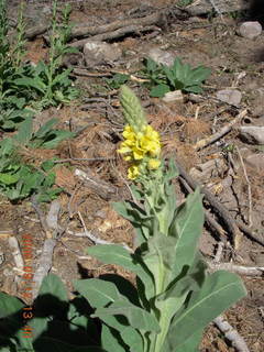 yellow top plant seen while hiking at Pine Valley, Utah