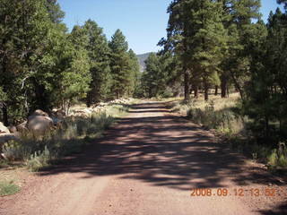 fuzzy plant seen while hiking at Pine Valley, Utah