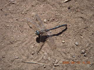 Dragonfly seen hiking at Pine Valley, Utah