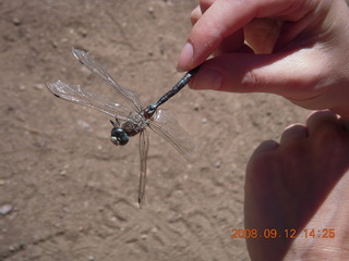 Dragonfly - hiking at Pine Valley, Utah