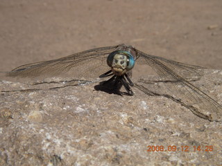 Dragonfly - hiking at Pine Valley, Utah