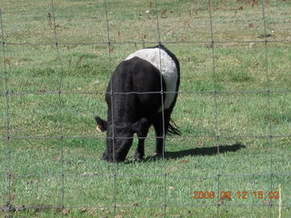 white-middle Belted Galloway cow at Pine Valley, Utah