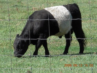 white-middle Belted Galloway cow at Pine Valley, Utah