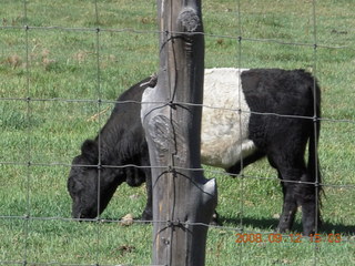white-middle Belted Galloway cow at Pine Valley, Utah