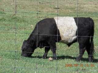 white-middle Belted Galloway cow at Pine Valley, Utah