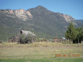 white-middle Belted Galloway cow at Pine Valley, Utah