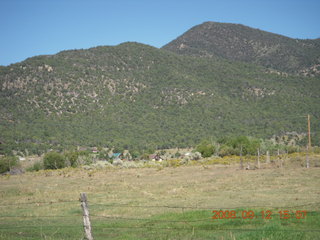 white-middle Belted Galloway cow at Pine Valley, Utah