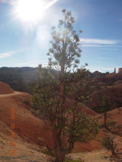 Bryce Canyon - Tower Bridge trail from sunrise