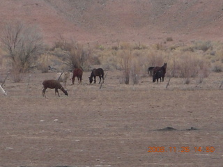 556 6ps. llamas in Hanksville