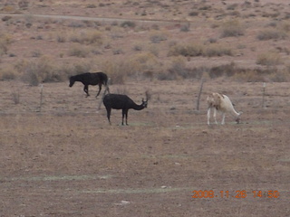 558 6ps. llamas in Hanksville