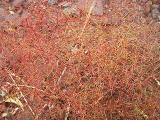 122 6pt. Canyonlands National Park - Lathrop trail hike