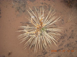 300 6pt. Canyonlands National Park - Lathrop trail hike - mini century plant