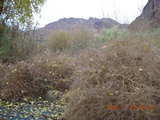 13 6pu. shrubs near Moab bridge across the Colorado River