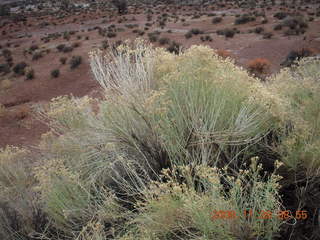 33 6pu. Arches National Park - pretty plant