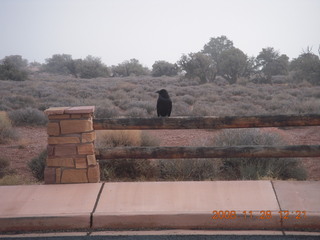 94 6pu. Canyonlands National Park - raven
