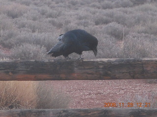 95 6pu. Canyonlands National Park- raven
