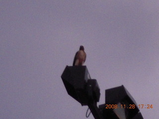 305 6pu. hawk at Deer Valley Airport (DVT)