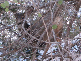 104 6qg. beth's Saturday zion-trip pictures - Zion National Park - Angels Landing hike