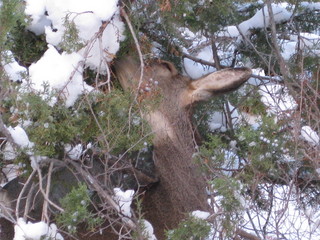 106 6qg. beth's Saturday zion-trip pictures - Zion National Park - Angels Landing hike