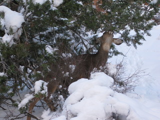 111 6qg. beth's Saturday zion-trip pictures - Zion National Park - Angels Landing hike