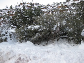 136 6qg. beth's Saturday zion-trip pictures - Zion National Park