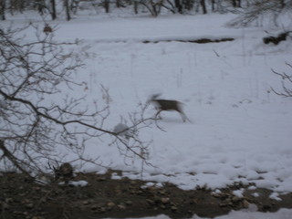 11 6qh. beth's Sunday zion-trip pictures - Zion National Park - mule deer