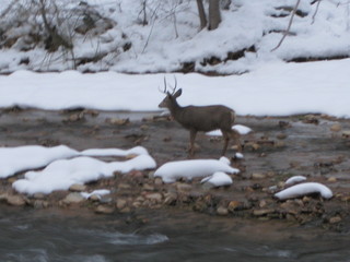 19 6qh. beth's Sunday zion-trip pictures - Zion National Park - mule deer
