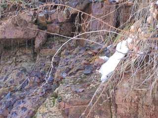 50 6qh. beth's Sunday zion-trip pictures - Zion National Park - Emerald Ponds hike