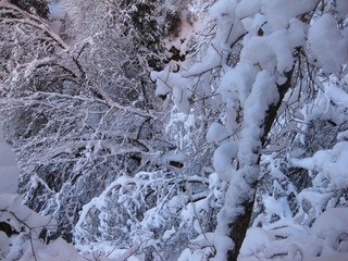 72 6qh. beth's Sunday zion-trip pictures - Zion National Park - Emerald Ponds hike